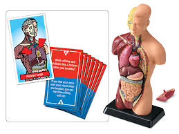 Check spelling or type a new query. Fascinating Facts Human Body Game At Lakeshore Learning