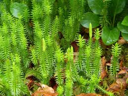 Image result for Lycopodiaceae