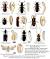 Kitchen Pantry Bugs