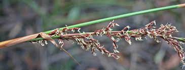 Image result for Scleria hispidula