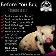 Maybe you would like to learn more about one of these? Before You Buy A Mini Pig Pet Pigs Mini Pigs Pet Pig Care