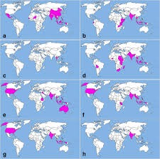 Image result for Sesbania keniensis