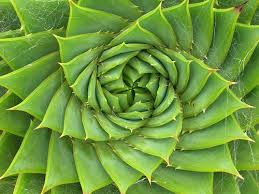 33 Interesting Photos That Use Spirals For Composition Spirals In Nature Fibonacci Sequence In Nature Patterns In Nature