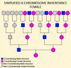 11 Best Dna Charts Images Dna X Chromosome Dna Genealogy