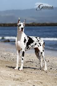 Maybe you would like to learn more about one of these? Harlequin Great Dane It S A Cow No It S A Horse No It S A Great Dane So Beautiful Great Dane Dogs Dane Dog Harlequin Great Danes