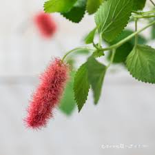 Image result for Acalypha paucifolia