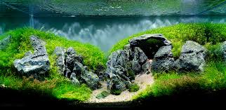 Next time i will do a normal aquascape, i promise :d so this is the front view of stonehenge. The Top 10 Most Beautiful Freshwater Aquascapes Of 2012 Fpsbutest