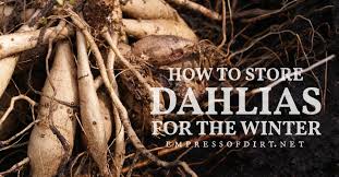 Learn how to maintain annual blooms. How To Store Dahlia Tubers Overwintering Eod