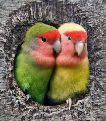 Agapornis Love Papaganlar Hayvanlar Hayvan