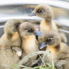 Blue swedish ducks are a hardy, strong ducks with good foraging ability. Murray Mcmurray Hatchery Blue Swedish Ducks