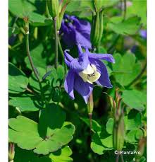 Image result for Aquilegia flabellata ministar