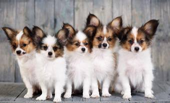 What to Expect From a Papillon Pup | LoveToKnow Pets