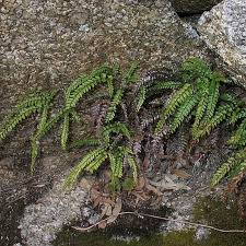 Image result for Adiantum hispidulum