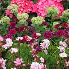 Maybe you would like to learn more about one of these? Go Gardening Helping New Zealand Grow Garden Inspiration Tips And Advice From The Expert