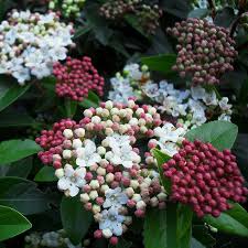 Viburnum Tinus Quimper Laurier Tin Bicolore Viorne Persistante Fleur Rose Blanche Laurier Fleur Arbuste Persistant