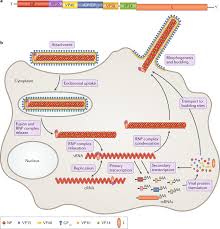 The telegraph, 01 июня 2020. Therapeutic Strategies To Target The Ebola Virus Life Cycle Nature Reviews Microbiology