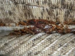 Image result for bed bugs eggs