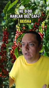 Café geisha, ¿qué los hace tan especial? #Cafe #Geisha #Especialidad