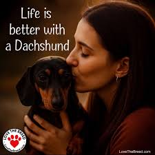 I love Dachshunds added a new photo.