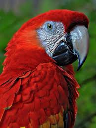 Parrot Scarlet Macaw Red Parrot Pet Birds Beautiful Birds