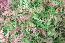 Image result for Selaginellaceae