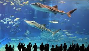 Istanbul Sealife Aquarium Entrance Ticket Istanbul Com