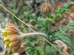 Image result for Blotiella sinuata