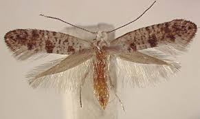 Image result for argyresthia thuiella thuja symptoms