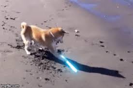Explore and share the latest doge pictures, gifs, memes, images, and photos on imgur. Doge The Jedi Knight Imgflip