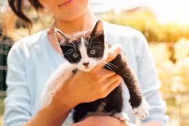 Why Do Cats Go Limp When You Pick Them Up