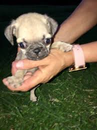 Our friendly and experienced staff welcomes you! Pug Puppies For Sale Houston Tx 307309 Petzlover