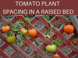 Therefore, we will provide you with these tomatoes are very sensitive plants. How Far Apart To Plant Tomatoes Greenhouse Today