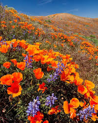 We did not find results for: Photos Stephen Matera California Poppies And Lupine In Spring Bloom Antelope Valley California T California Poppy Blossoms Art National Geographic Travel