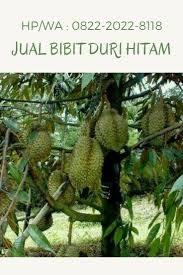 Harga durian musang king mulai dari idr 60.000/buah. Cara Tanam Durian Montong Bibit Durian Merah Bibit Durian Wonogiri
