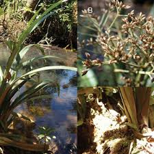 Image result for Diplacrum africanum