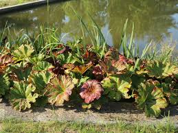 Darmera peltata makes a fine marginal water plant and is most effective as a stabilizer for muddy or marshy banks. Schildblatt Darmera Peltata Schonste Stauden Expertenwissen