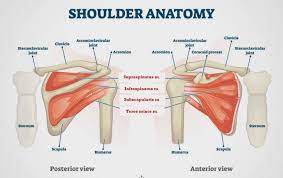 See more ideas about shoulder anatomy, anatomy, shoulder. Anatomy Of The Shoulder Edmonton Bone Joint Centre