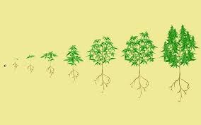 Stages Of The Marijuana Plant Growth Cycle In Pictures Leafly