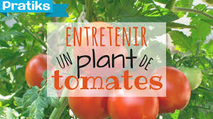 Comment Entretenir Son Plant De Tomates Youtube