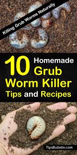 As an added precaution against grubs feeding on the new grass roots in april as the overwintering grubs return to the surface, consider applying a treatment of dylox (trichlorfon) to the soil's surface. Killing Grub Worms Naturally 10 Homemade Grub Worm Killer Tips And Recipes