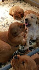 Maybe you would like to learn more about one of these? Moonstone Kennel Home Facebook