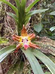 Image result for Burttia