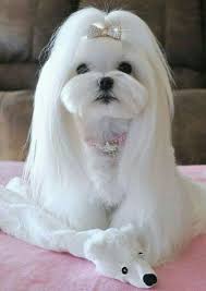 They are cute, funny and small. Pin By Luci Mara On Favorite Maltese Pictures Maltese Dogs Haircuts Maltese Dogs Maltese Puppy