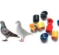 Exploring the Benefits of RFID Pigeon Foot Ring