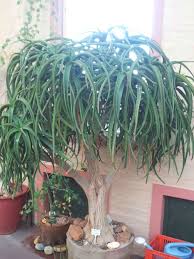 Image result for Aloidendron tongaense