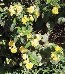 Image result for Lantana tiliifolia
