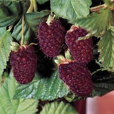 More than 119 blackberry fruits at pleasant prices up to 18 usd fast and free worldwide shipping! Pin On Want To Grow