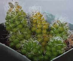 Image result for Anacampseros subnuda