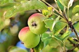 Check spelling or type a new query. 16 Hardy Apple Trees For Zone 2 3 Rural Dreams