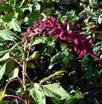 Image result for Amaranthus hybridus